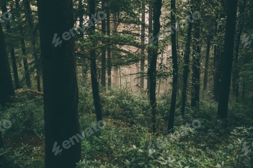 Preview: beautiful majestic trees growing in Indian Himalayas, Dharamsala, Baksu