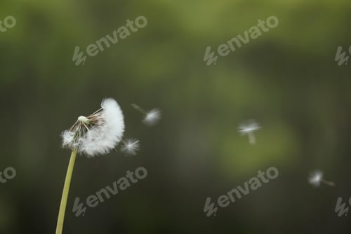 Preview: Dandelion