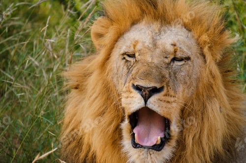 Preview: African Lions during safari game drive in Kruger National park South Africa