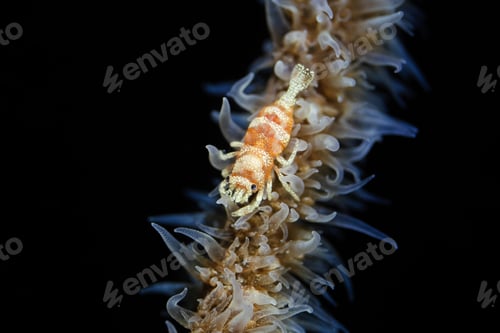 Preview: Close-up underwater view of a of a small aquatic shrimp against a dark background