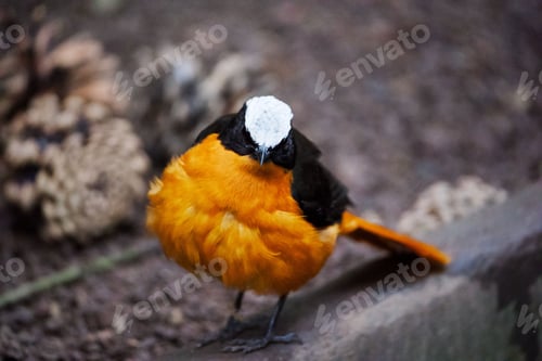Preview: Exotic yellow and black bird perches on a sun-kissed rock