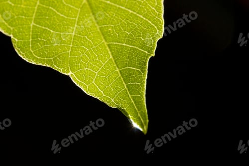 Preview: water drop on green leaf