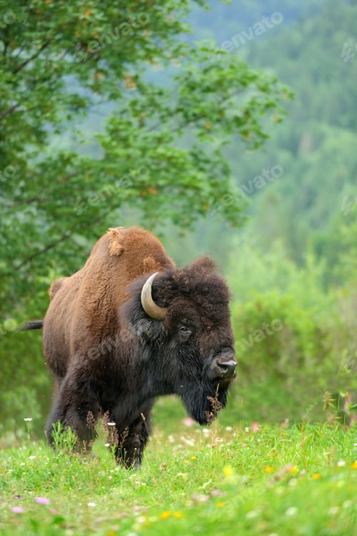 Preview: Bison