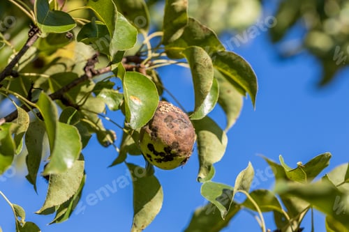 Preview: Pear fruits affected by Venturia inaequalis scab. Monilial fruit rot of fruits
