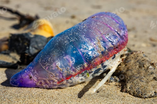 Preview: Portuguese man o' war washed ashore on beach sand