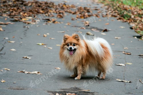 Preview: German Spitz red color is on the asphalt road, covered with autumn leaves.