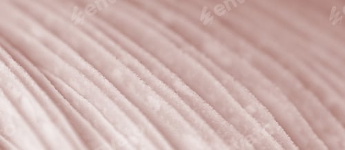 Preview: Agaric mushroom gills under cap macro close up photo, depth of field photography