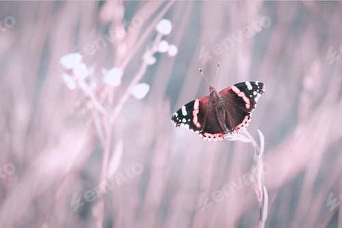 Preview: Butterfly