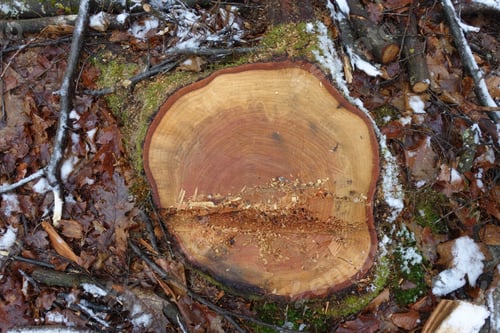 Preview: Top view of a cut tree trunk with annual rings in a humid forest