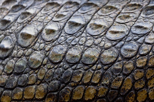 Preview: A nile crocodile, Crocodylus niloticus