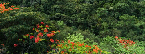 Preview: Beautiful red royal poinciana or flamboyant flower (Delonix regia) in sunrise