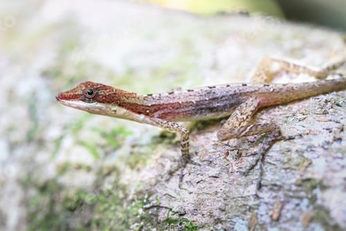 Preview: Slender Anole Lizard in Costa Rica