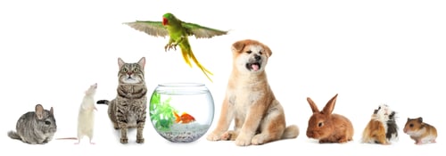 Preview: Group of different domestic animals on white background, collage