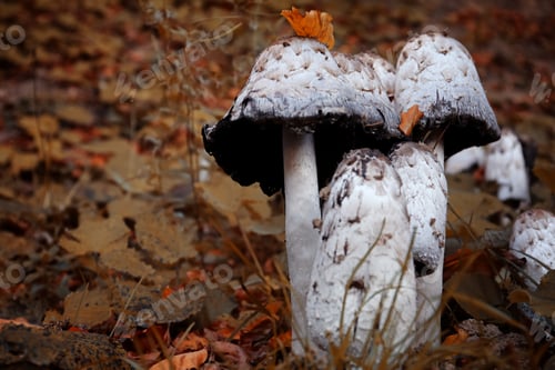 Preview: Mushrooms and autumn vegetation in forest. Space for text