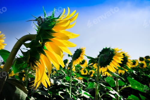 Preview: Field of sunflowers