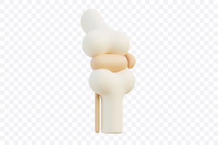 Preview: Human Knee Joint