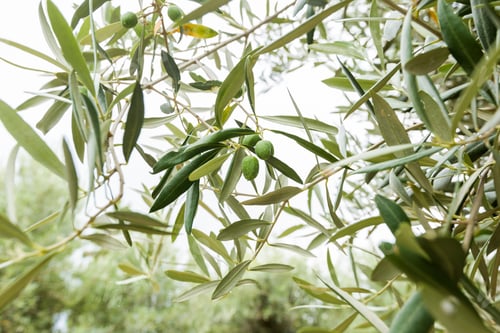 Preview: Olives on olive tree