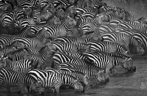 Preview: Black and white of a dazzle of zebras captured drinking water from a waterhole next to an arid hill