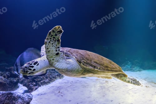 Preview: Green Sea Turtle Chelonia Mydas Swimming In Aquarium Blue Water.