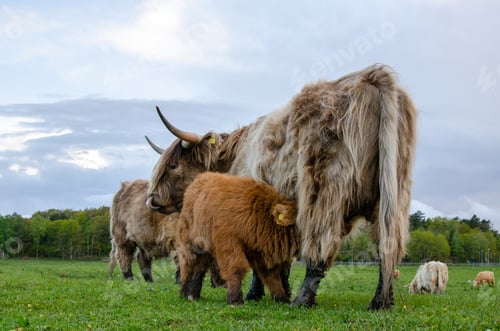 Preview: Highland cattle, calf draws milk from its mother. Green meadow, graze fresh grass.