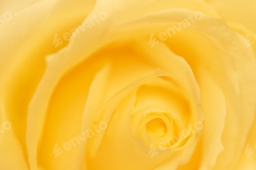 Preview: Macro shot of yellow rose bud. Natural background, soft focus