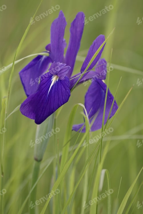Preview: Japanese Iris (Iris Laevigata). Known Also As Rabbitear Iris, Shallow-Flowered Iris And Kakitsubata.