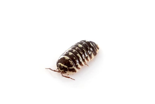 Preview: Armadillidium maculatum in studio