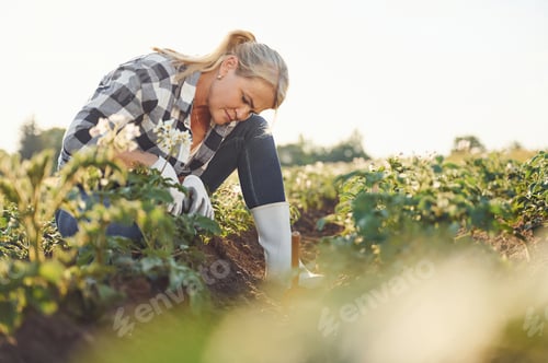 Preview: Working with potatoe plants. Woman is working on the agricultural field at daytime