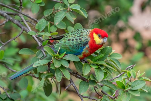 Preview: A Male Western Rosella