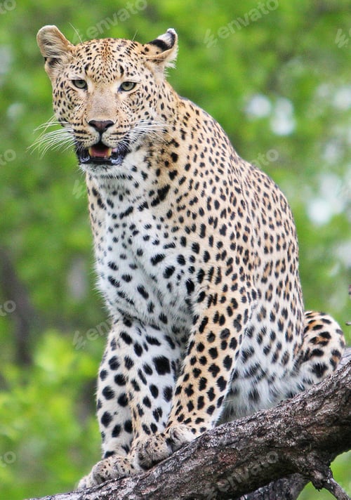 Preview: A Beautiful wildlife in the World