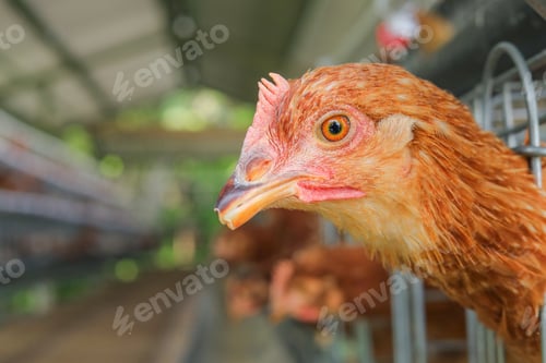 Preview: Curious Hen Peers Out of Her Coop at Farm Showcasing Poultry Farming