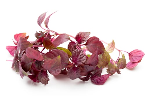 Preview: Perilla (Shiso) Leaf on white background.