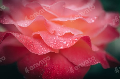 Preview: Pink Rose in the Morning