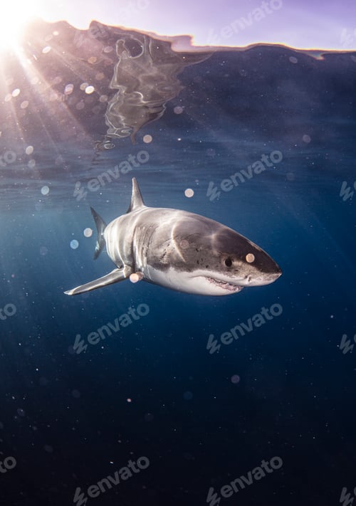 Preview: Mexico, Guadalupe Island, Great white shark underwater
