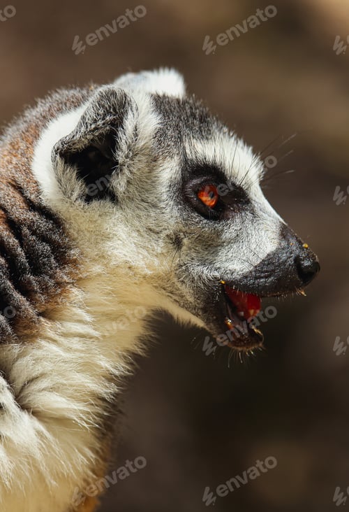 Preview: Close-up of Lemur With Mouth Open