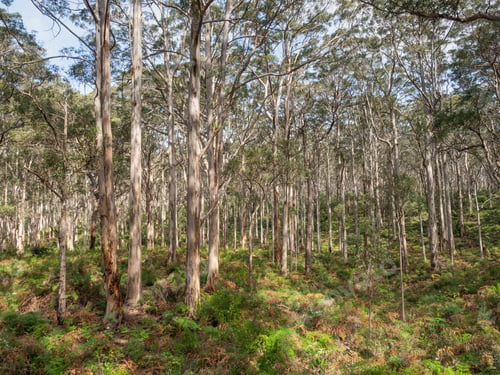 Preview: Boranup Karee Forest in Western Australia