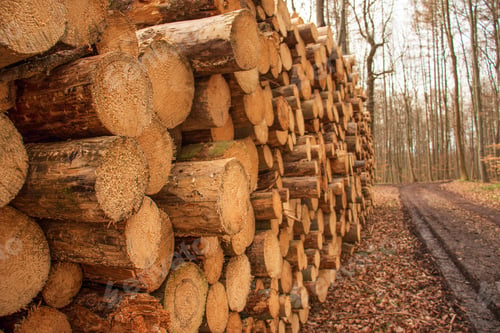 Preview: deforestation, cut down trees lie in a stack in the forest, collecting firewood