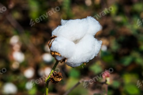 Preview: Cotton field white with ripe cotton ready for harvesting, India