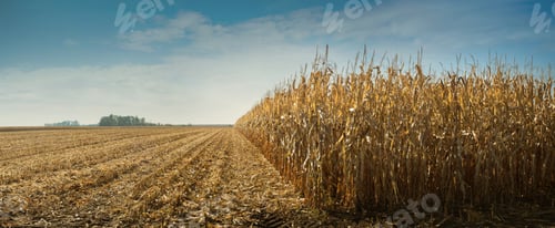 Preview: field of dry corn, stalks, cobs ready for harvesting and stubble stalks cut after harvesting