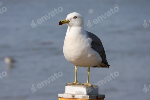 Preview: Ring-billed Gull Standing on Post near the Ocean