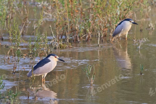 Preview: black crowned night heron