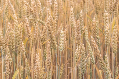 Preview: Yellow wheat growing in the summer field in sunny day. Agriculture scene. Fresh young ears