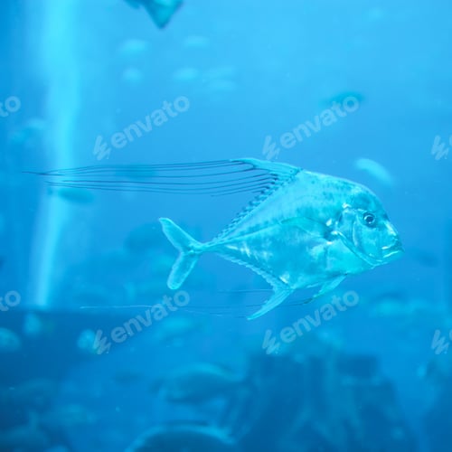 Preview: Aquarium in Dubai Mall