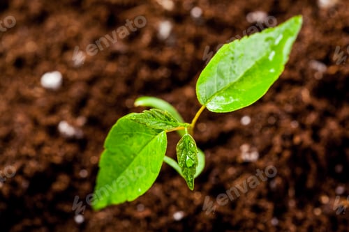 Preview: New life. Young sprout in springtime,Closeup.