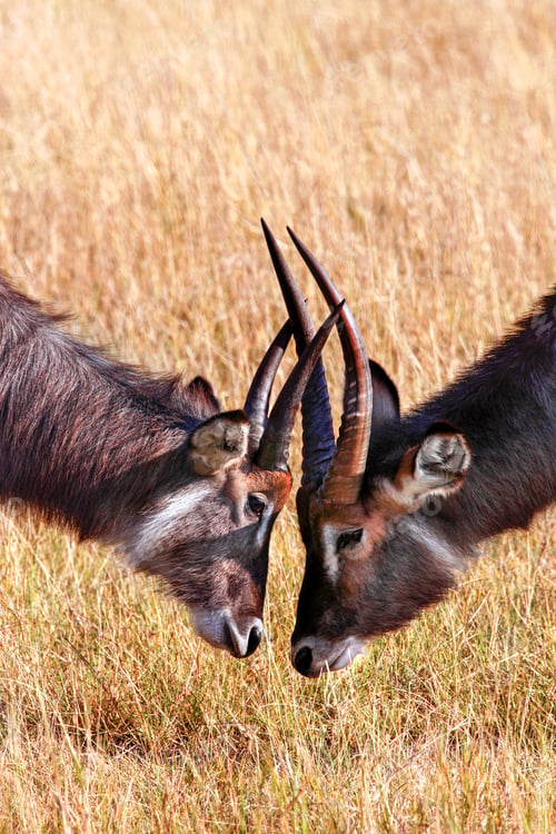 Preview: Waterbuck - Okavango Delta - Botswana