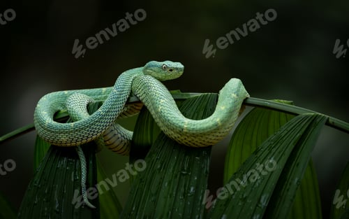 Preview: A Snake in Costa Rica