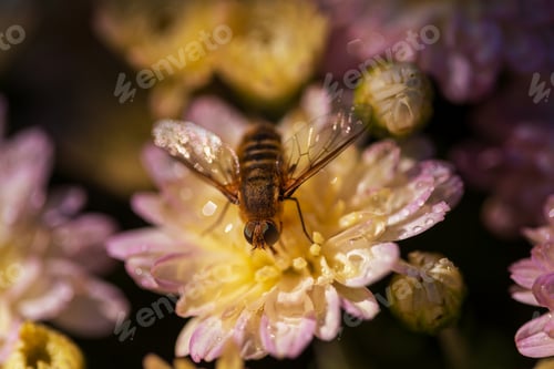 Preview: Bee
