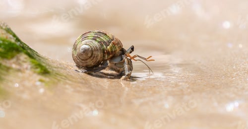 Preview: Beautiful hermit crab crawls down from a rock covered with moss in the beach.