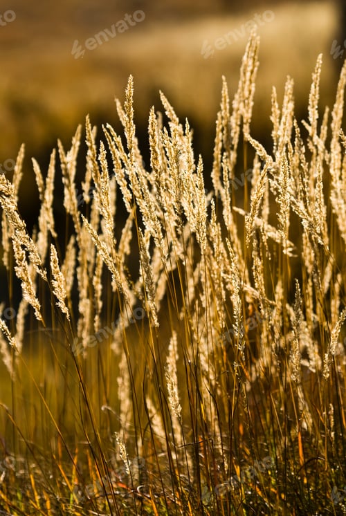 Preview: Grass Spikes
