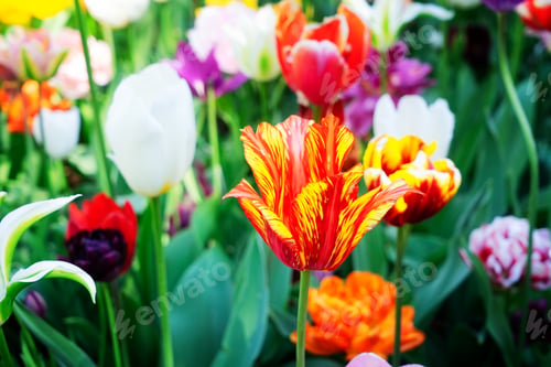 Preview: Tulips garden flowerbed